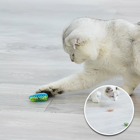 chat jouet insecte pour tous les chats