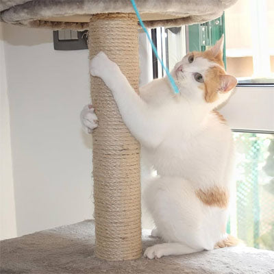 corde arbre a chat robuste