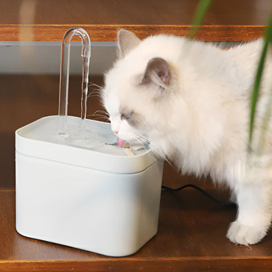 fontaine a eau chat blanche et claire
