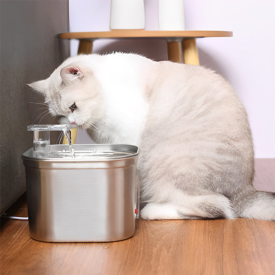 fontaine a eau pour chat admirable