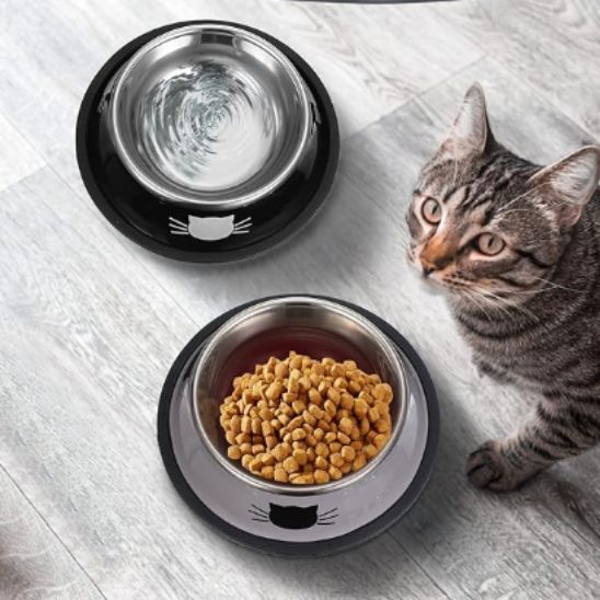 gamelle chat avec un chat gris magnifique