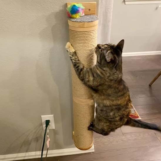 grattoir chat efficace pour tous les chats