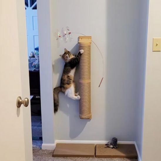 grattoir chat fascinant