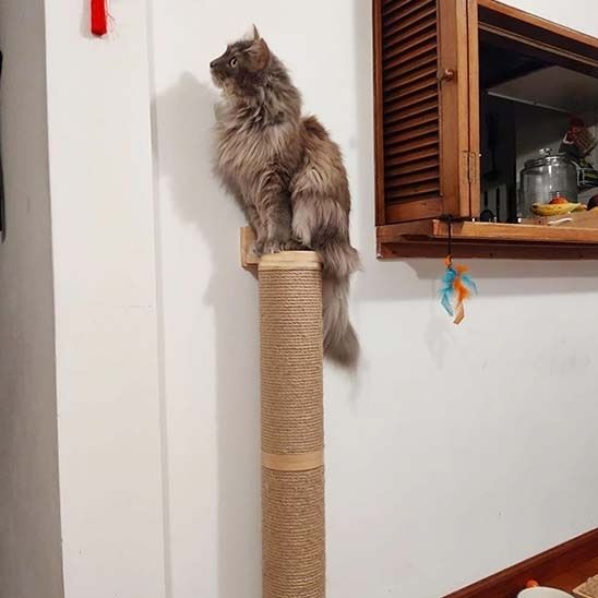 grattoir chat tres amusant
