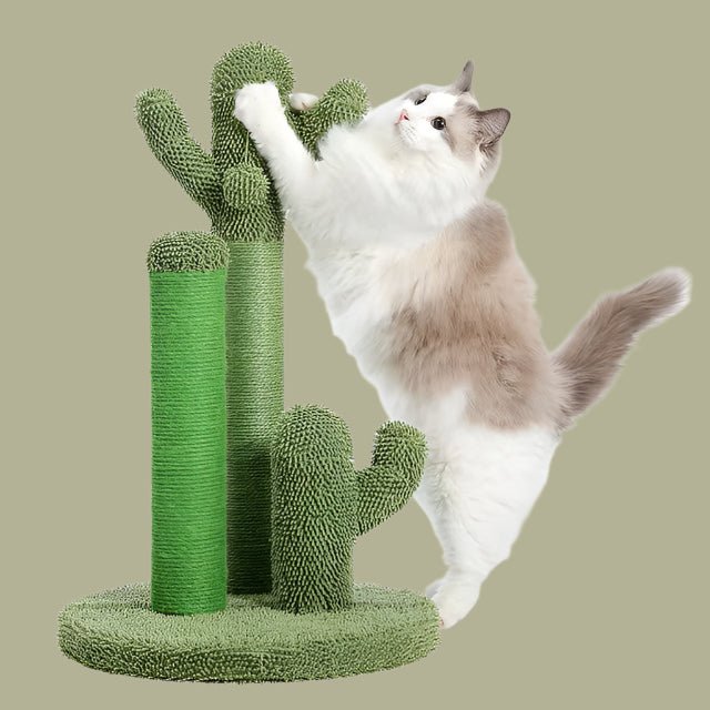 griffoir chat cactus griffe