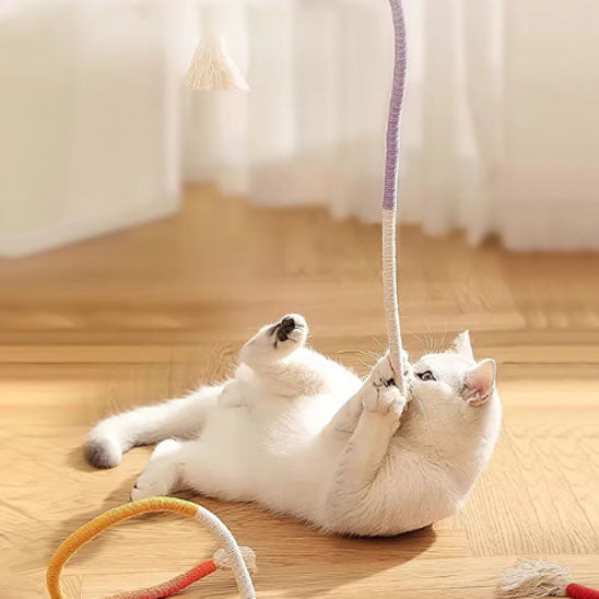 jeux chat avec chat blanc