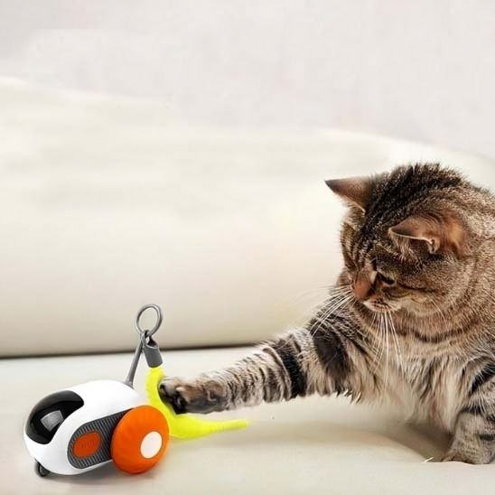 jeux chat avec chat heureux
