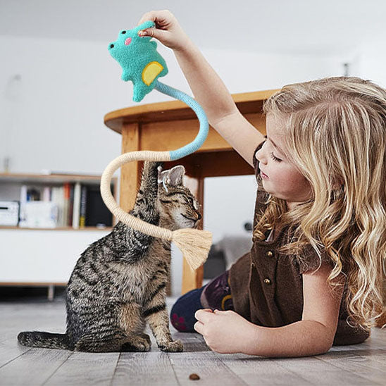 jeux chat qui s amuse
