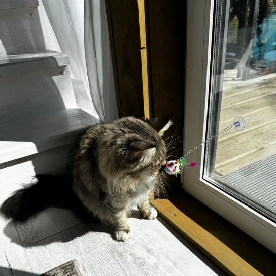 jeux pour chat actif pour les chats