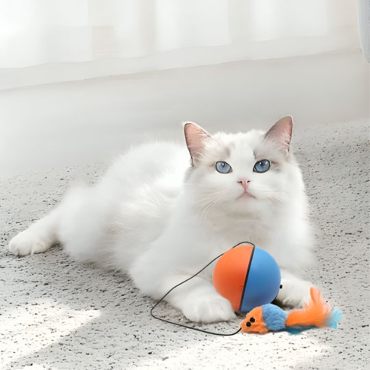 jeux pour chat avec chat blanc et balle bleu et orange souris