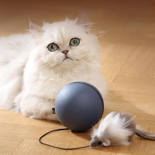 jeux pour chat avec chat blanc et balle