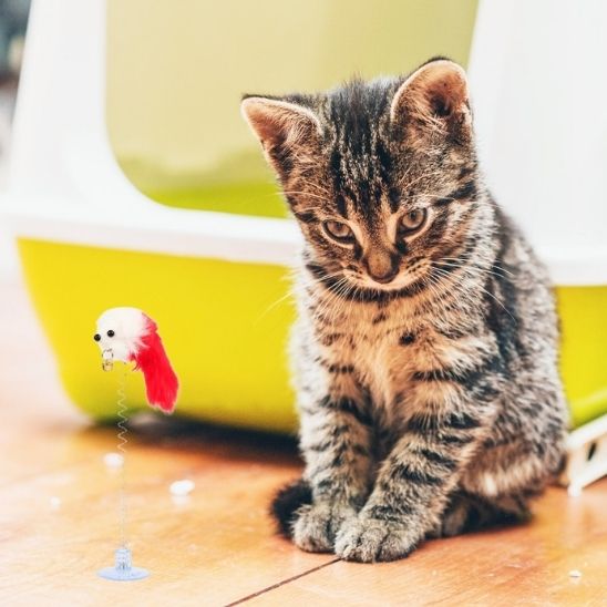 jeux pour chat fait pour tous les chats