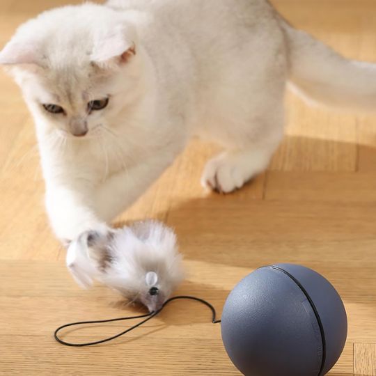 jeux pour chat parfait pour instinct de chasse