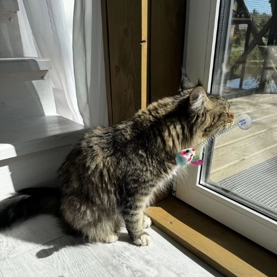 jeux pour chat rebondissant