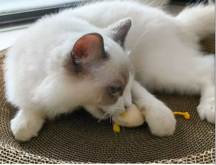 jouet pour chat souris ami