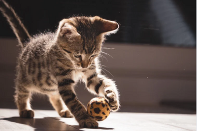 jouet pour chat