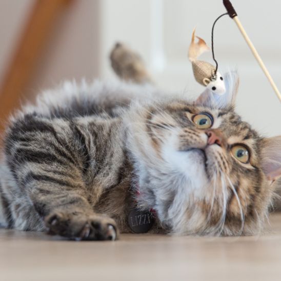 chat jouet baquette avec une souris amusante
