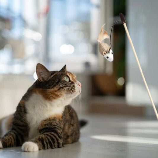 chat jouet baquette innovante pour chat