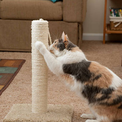 corde arbre a chat blanc robuste avec chat brun