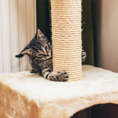 corde arbre a chat en sisal blanc avec chat noir