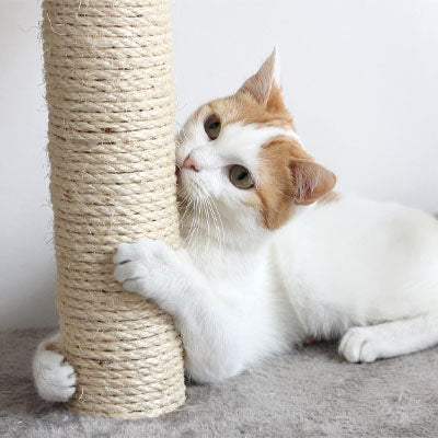 corde arbre a chat en sisal