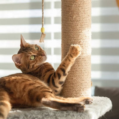 corde arbre a chat magnifique brune