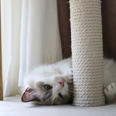 corde arbre a chat pour les griffes