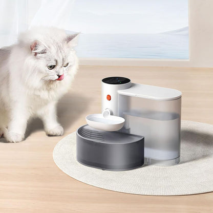 fontaine a eau chat avec chat blanc