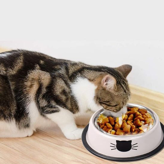 gamelle chat magnifique blanc