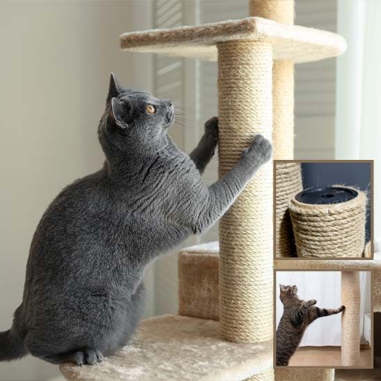 griffoir a chat griffe en santé