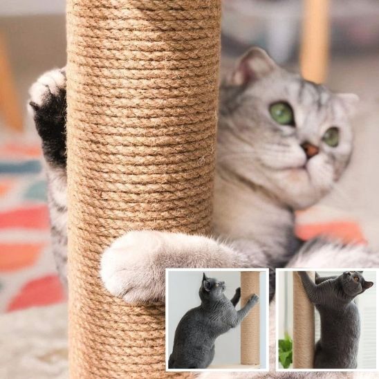 griffoir a chat innovateur