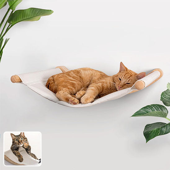 hamac chat beau avec chat roux