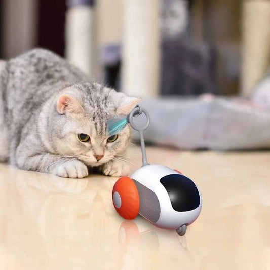jeux chat fascinant
