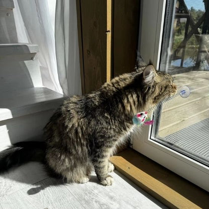 jeux pour chat rebondissant