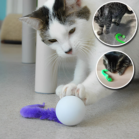 Jouet pour chat | Plume'O'Miaou™