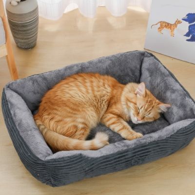 panier chat confortable avec chat jaune