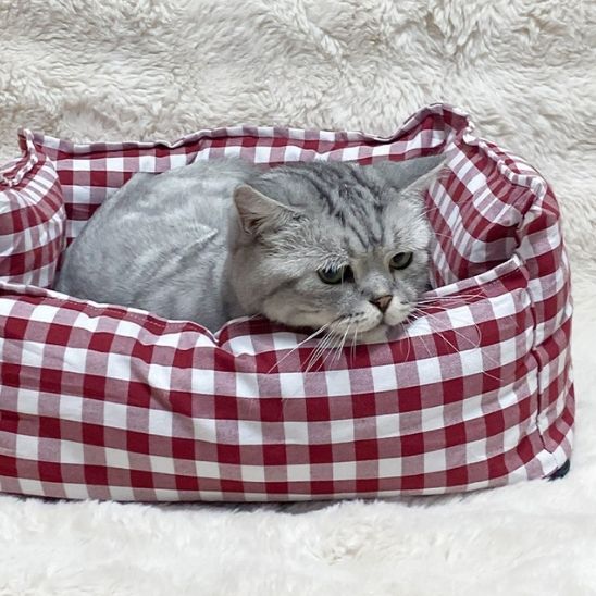 panier pour chat à carreau rouge et blanc avec un beau chat gris qui somnole pour la sieste