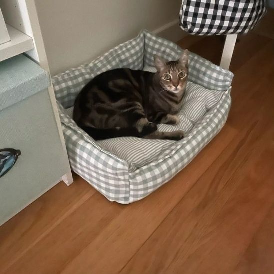 panier pour chat avec un beau grand chat bien installer pour la sieste et le panier est de couleur vert et blanc en carreaux