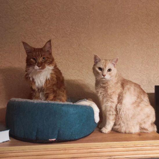 panier pour chat zen et chaud