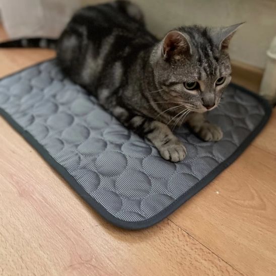 tapis rafraichissant chat de couleur gris avec un chat bien installer pour la sieste