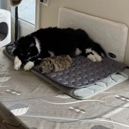 tapis rafraichissant chat de couleur gris avec un chat qui dort paisiblement