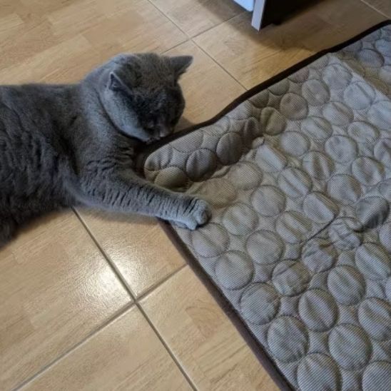 tapis rafraichissant chat de couleur gris avec un chat qui le sent pour s'installer pour dormir